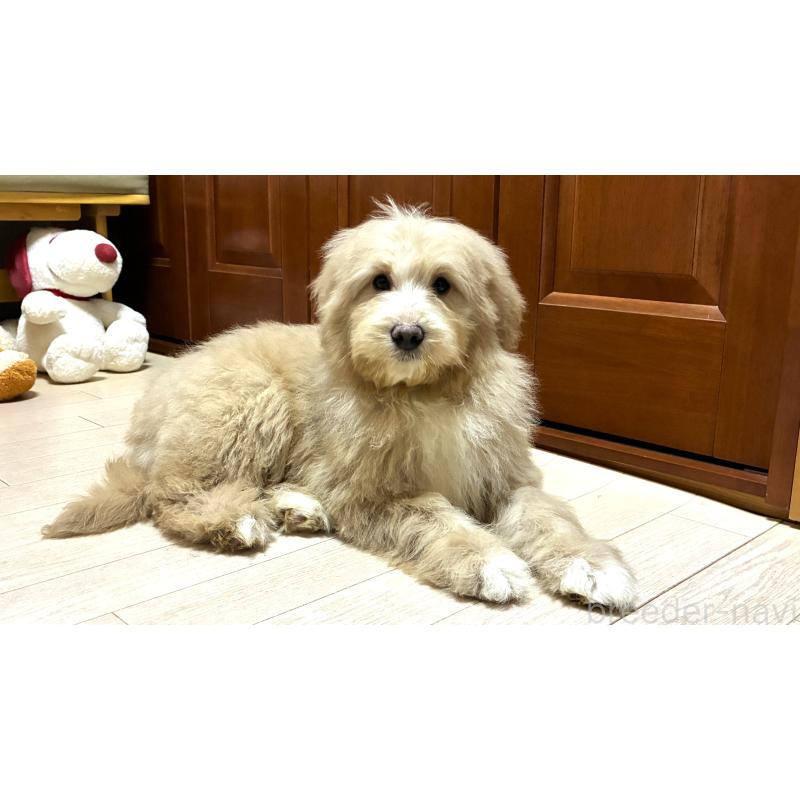 販売中の茨城県のミックス犬-449010の5枚目