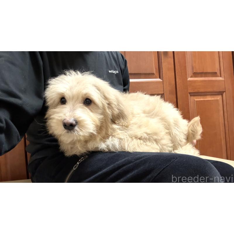 販売中の茨城県のミックス犬-449010の3枚目