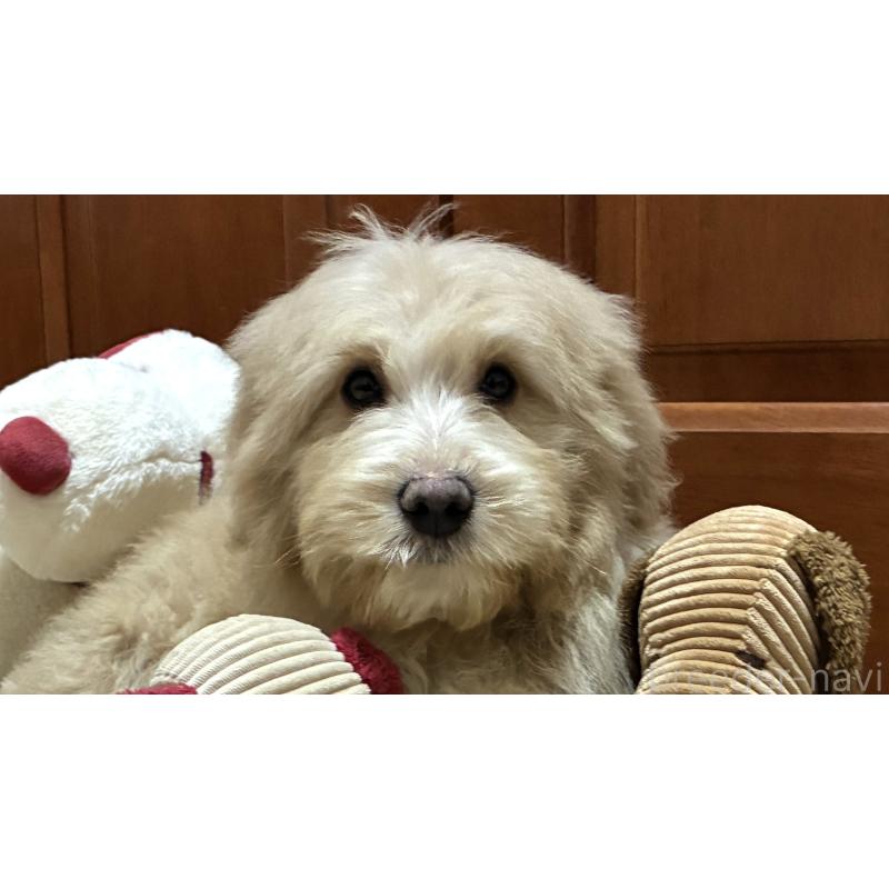 販売中の茨城県のミックス犬-449010の2枚目