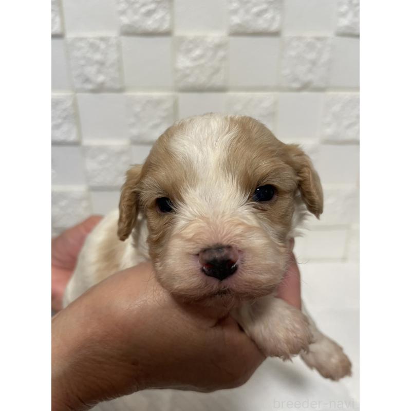 販売中の群馬県のミックス犬-449012の1枚目