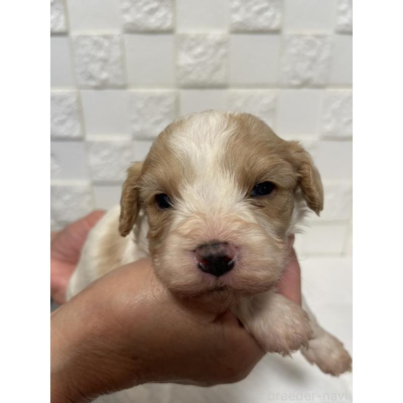 販売中の群馬県のミックス犬-449012の9枚目