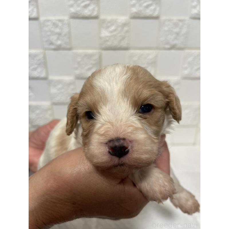 販売中の群馬県のミックス犬-449012の8枚目