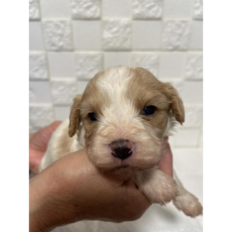 販売中の群馬県のミックス犬-449012の7枚目