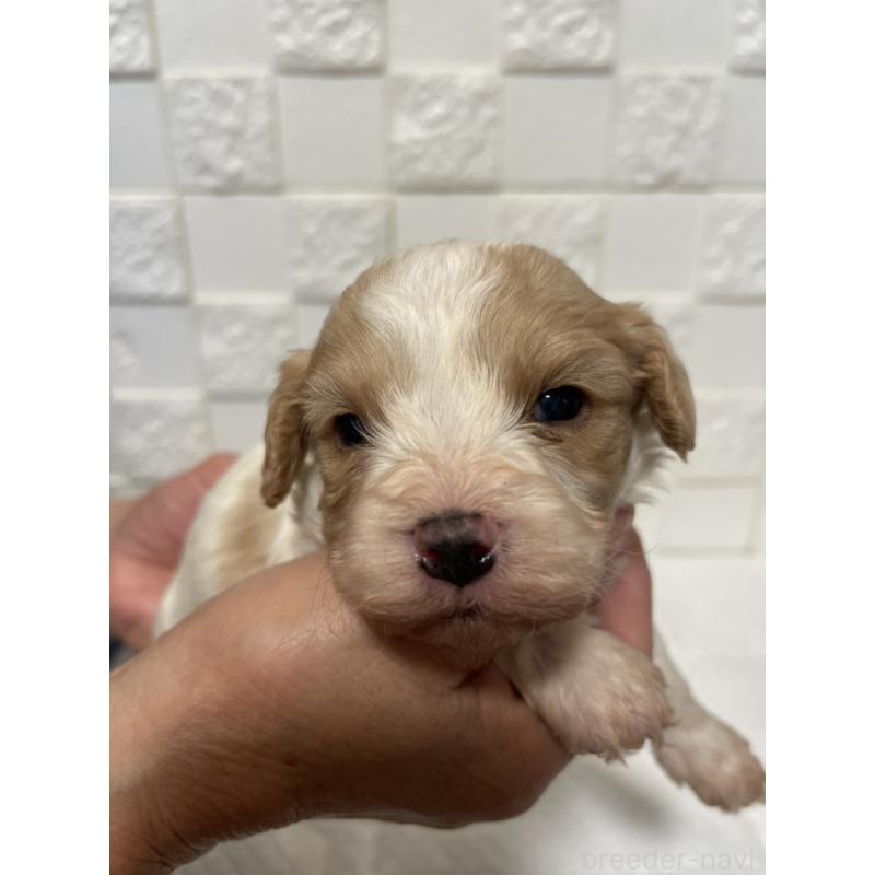 販売中の群馬県のミックス犬-449012の6枚目