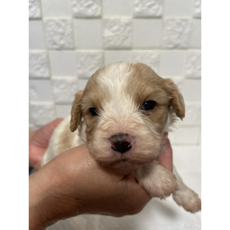 販売中の群馬県のミックス犬-449012の5枚目