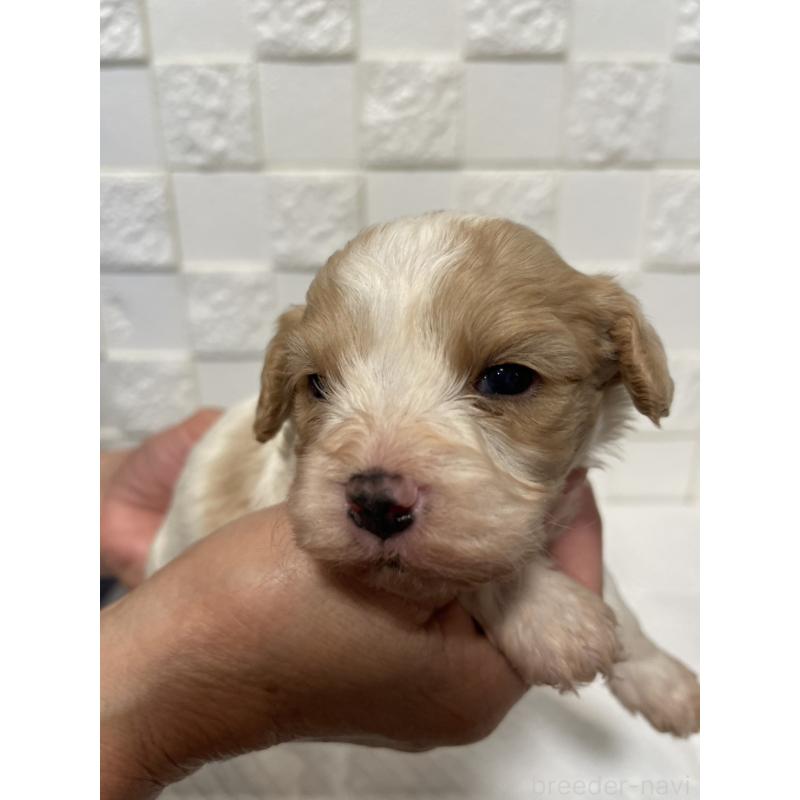 販売中の群馬県のミックス犬-449012の4枚目