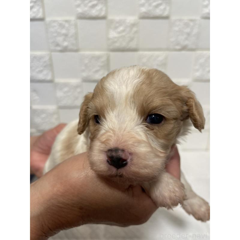 販売中の群馬県のミックス犬-449012の3枚目