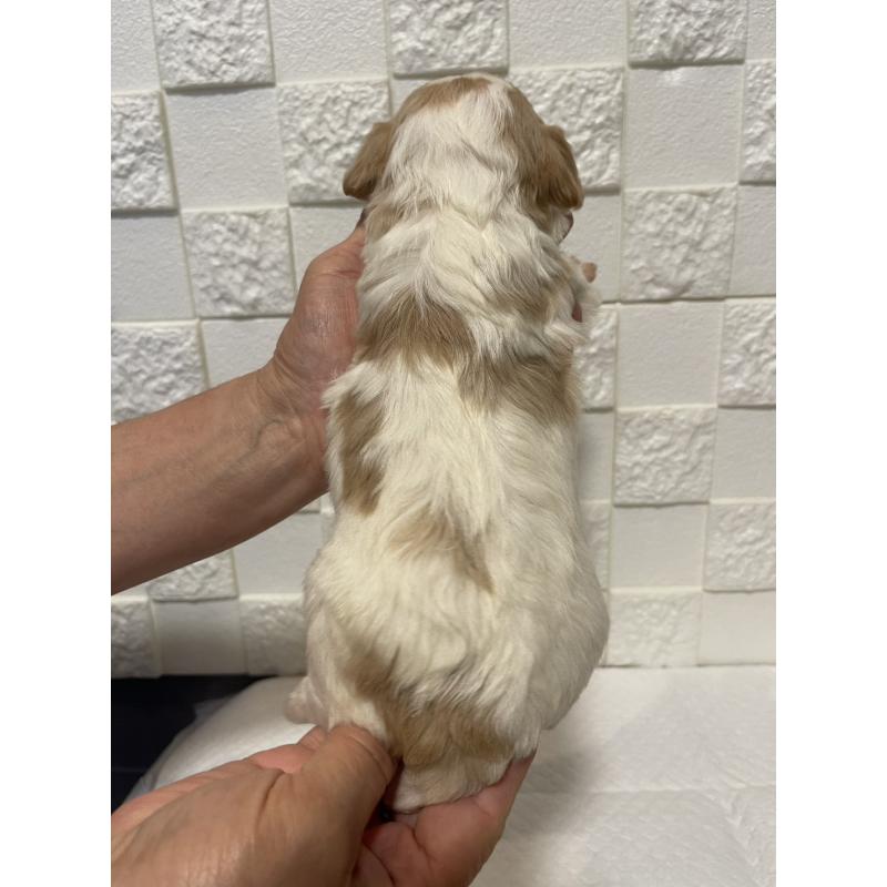 販売中の群馬県のミックス犬-449012の2枚目