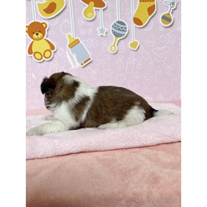 販売中の東京都のシーズー-449014の6枚目