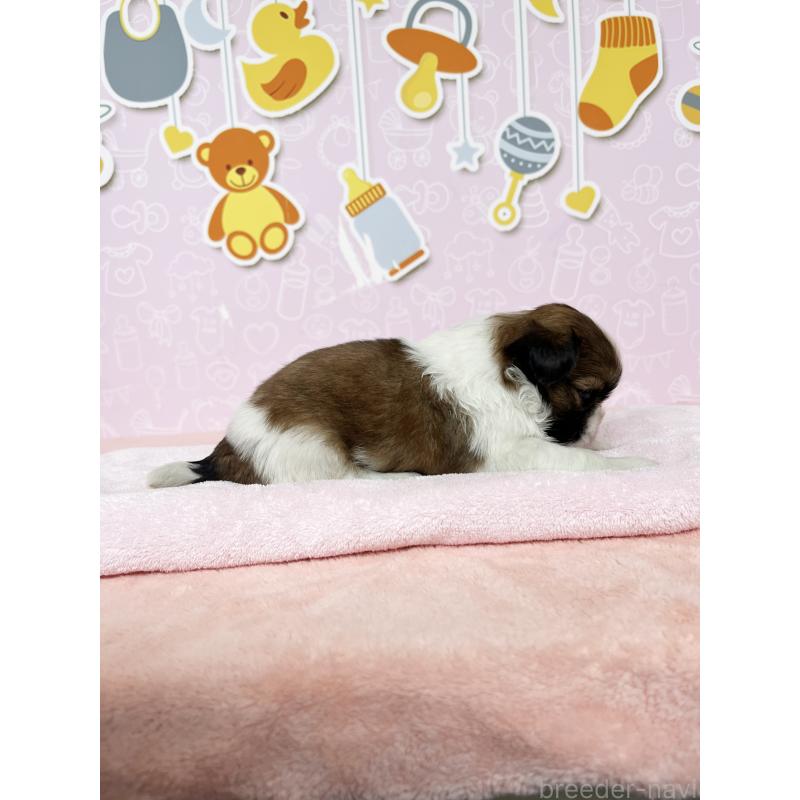 販売中の東京都のシーズー-449014の5枚目