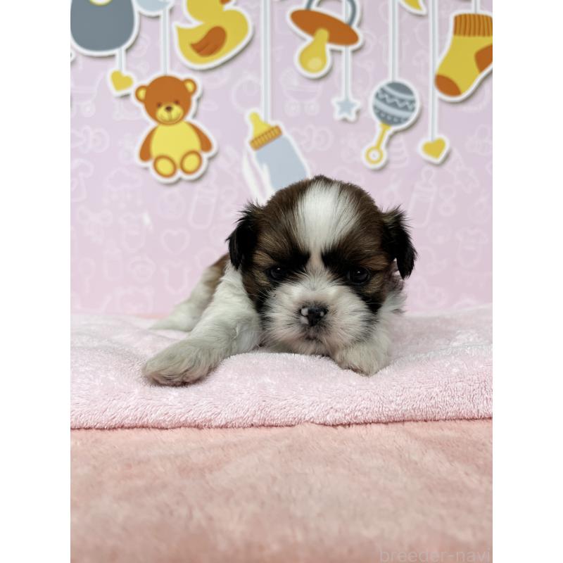 販売中の東京都のシーズー-449014の4枚目