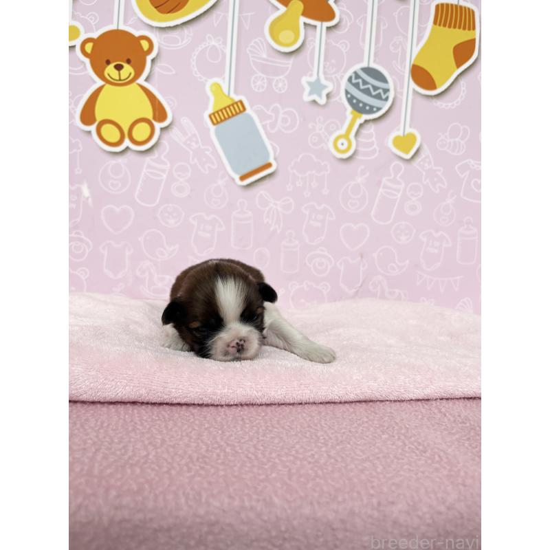 販売中の東京都のシーズー-449014の3枚目