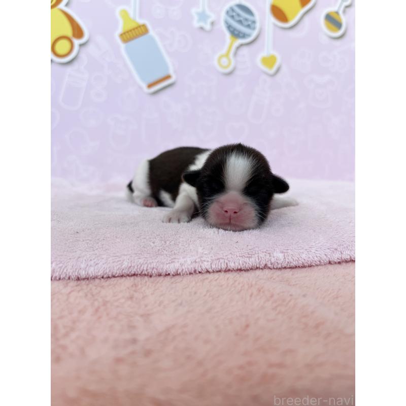 販売中の東京都のシーズー-449014の2枚目