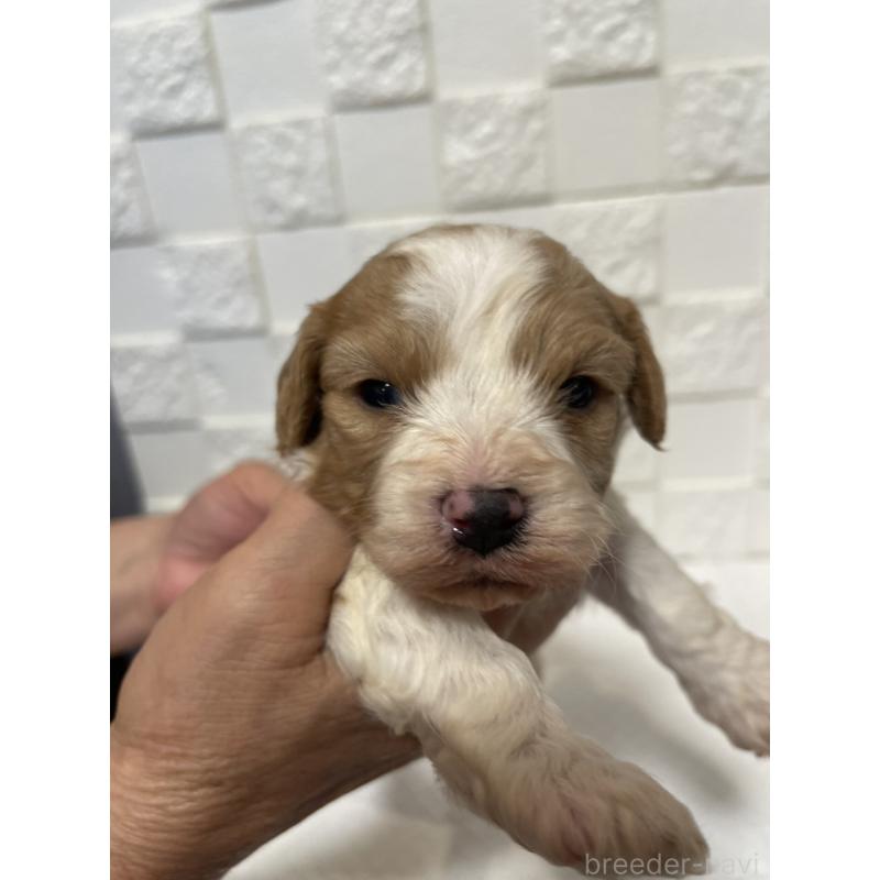 販売中の群馬県のミックス犬-449016の9枚目