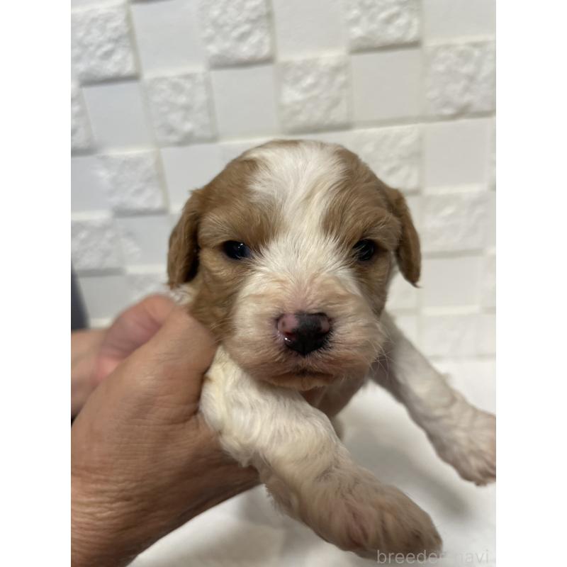 販売中の群馬県のミックス犬-449016の8枚目