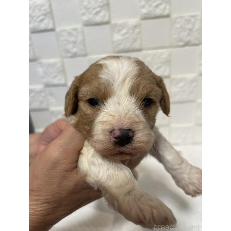 販売中の群馬県のミックス犬-449016の7枚目