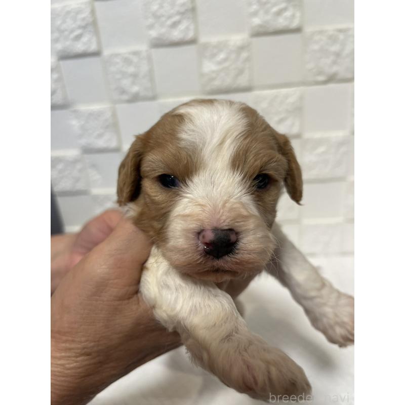 販売中の群馬県のミックス犬-449016の6枚目