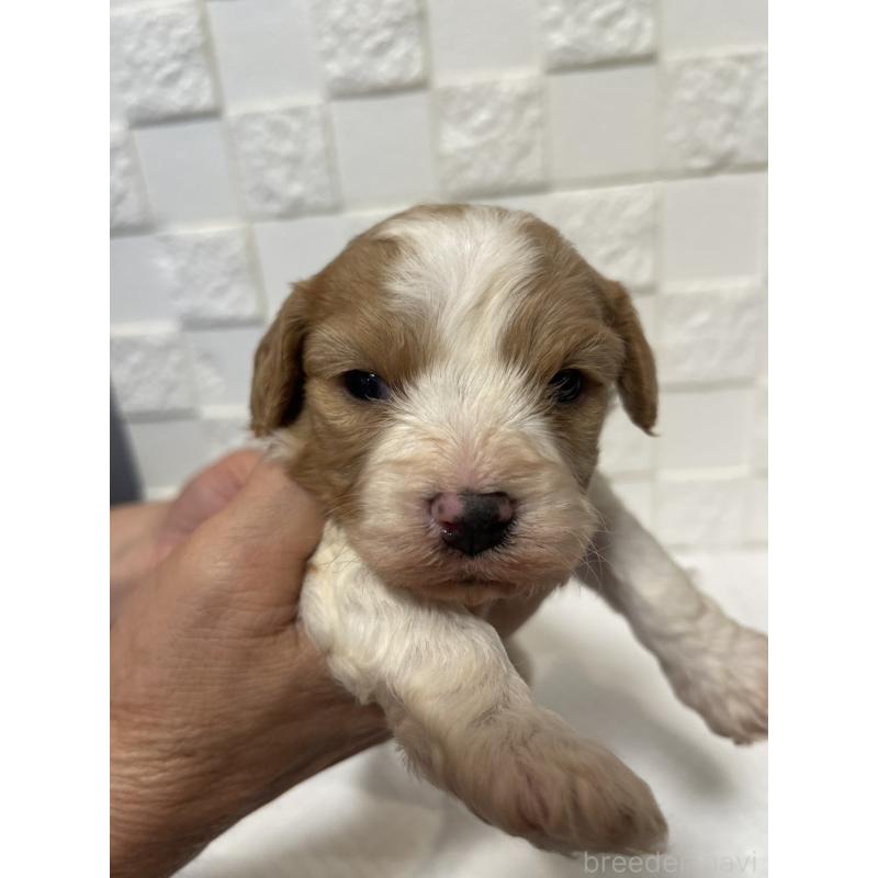 販売中の群馬県のミックス犬-449016の5枚目