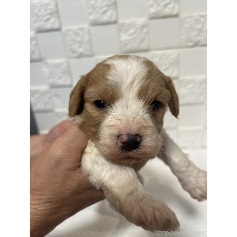 販売中の群馬県のミックス犬-449016の4枚目