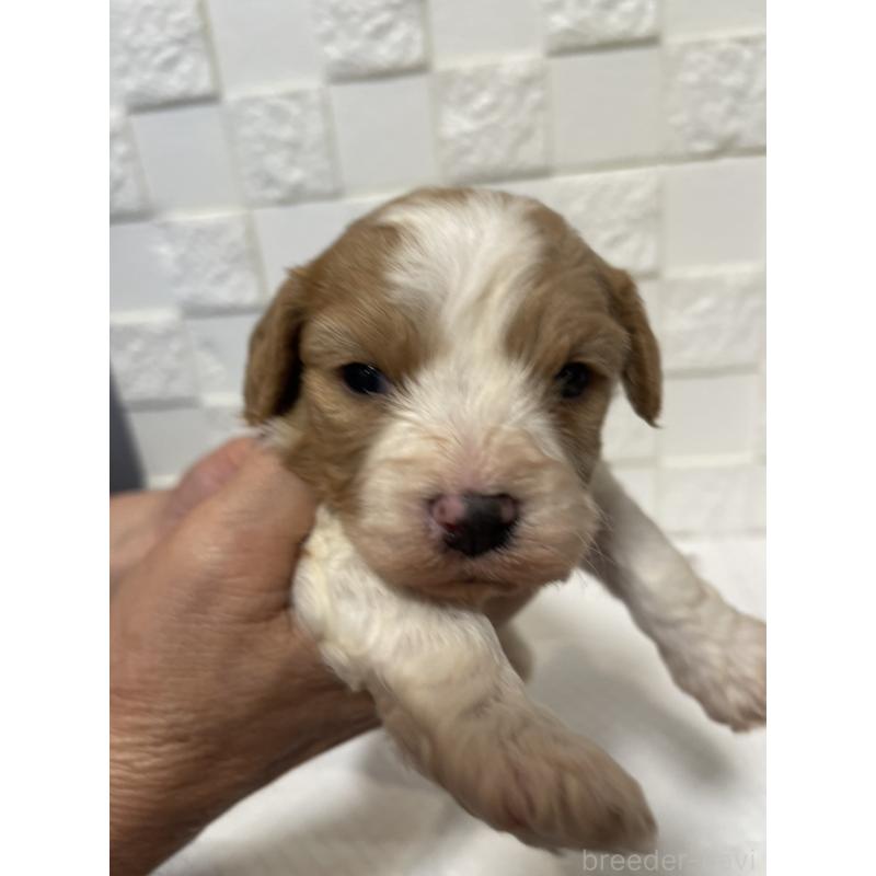 販売中の群馬県のミックス犬-449016の3枚目