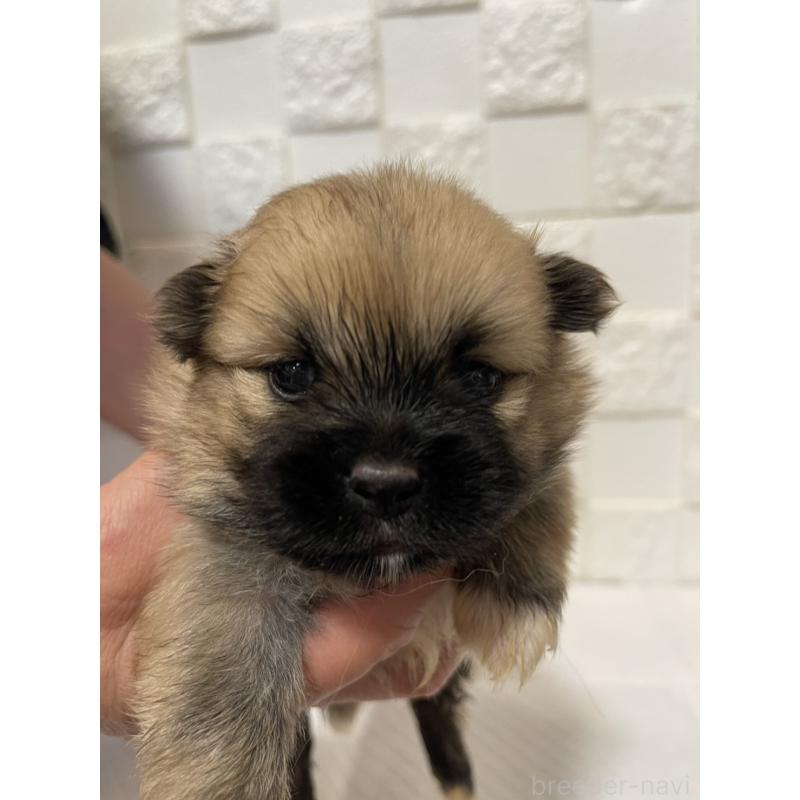 販売中の群馬県のミックス犬-449017