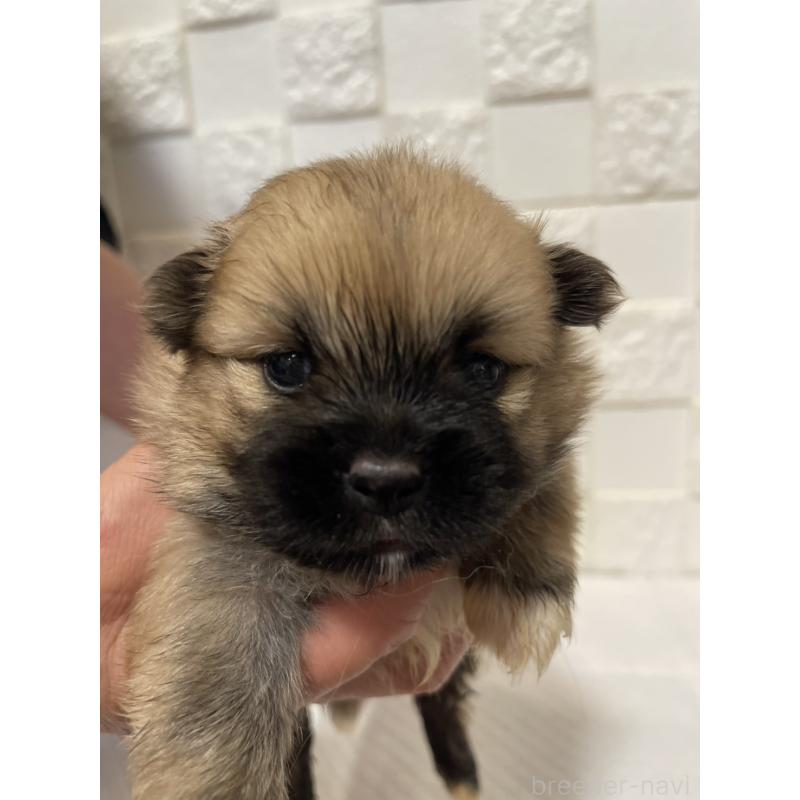 販売中の群馬県のミックス犬-449017の9枚目