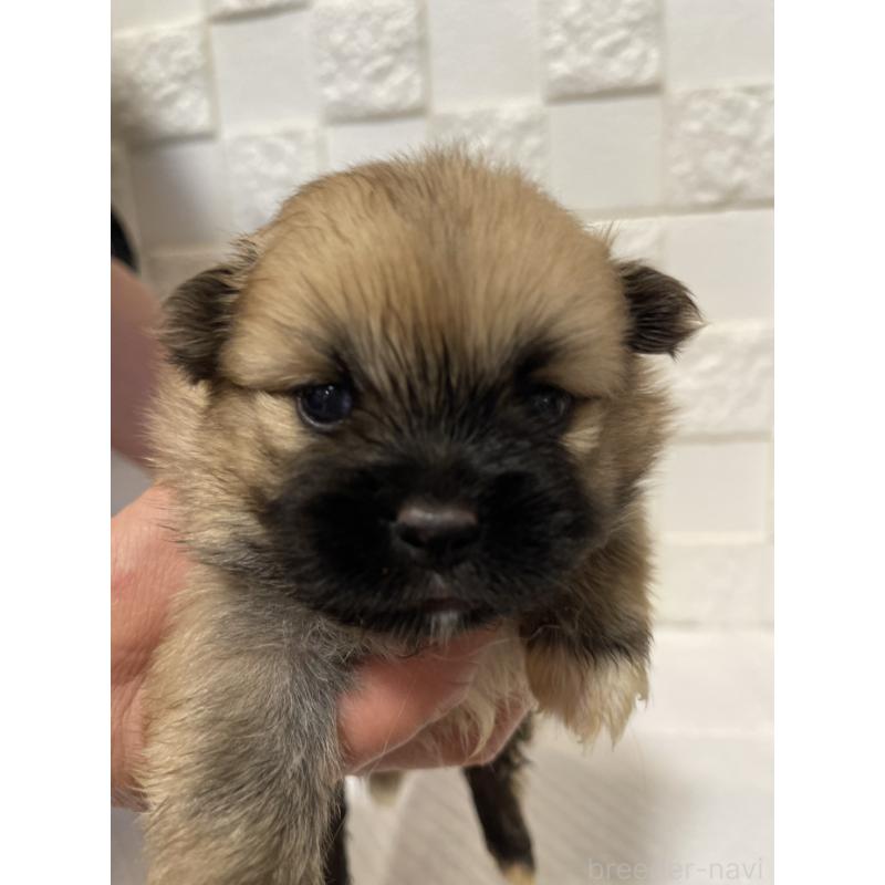 販売中の群馬県のミックス犬-449017の7枚目