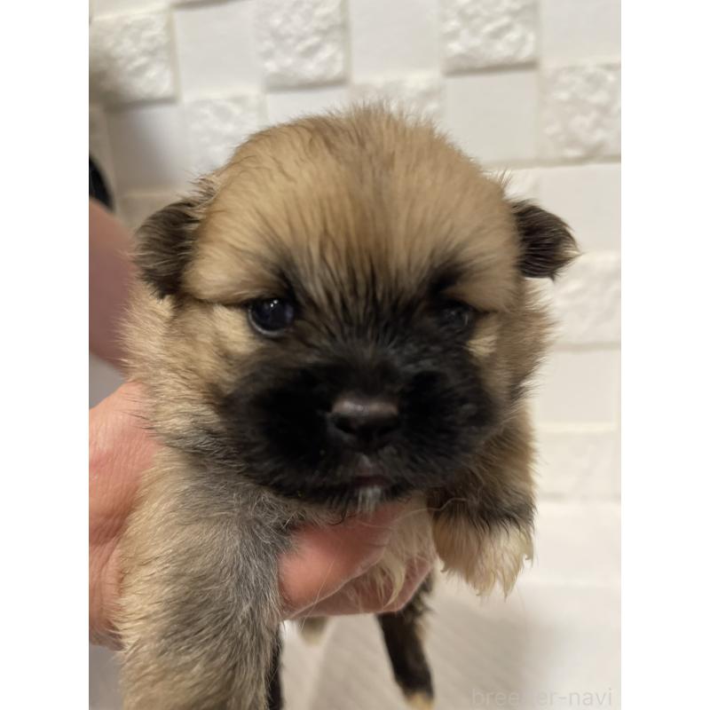 販売中の群馬県のミックス犬-449017の6枚目