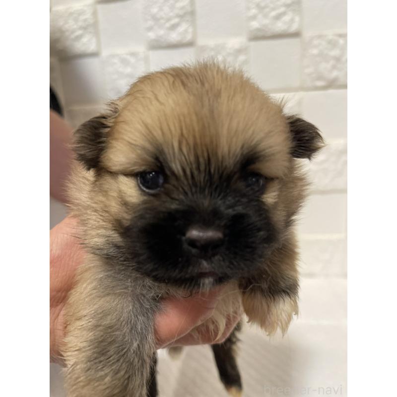 販売中の群馬県のミックス犬-449017の5枚目