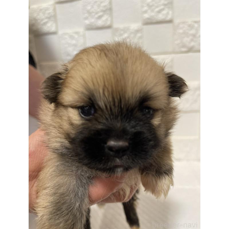 販売中の群馬県のミックス犬-449017の4枚目