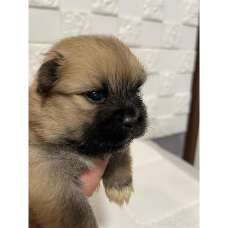 販売中の群馬県のミックス犬-449017の2枚目