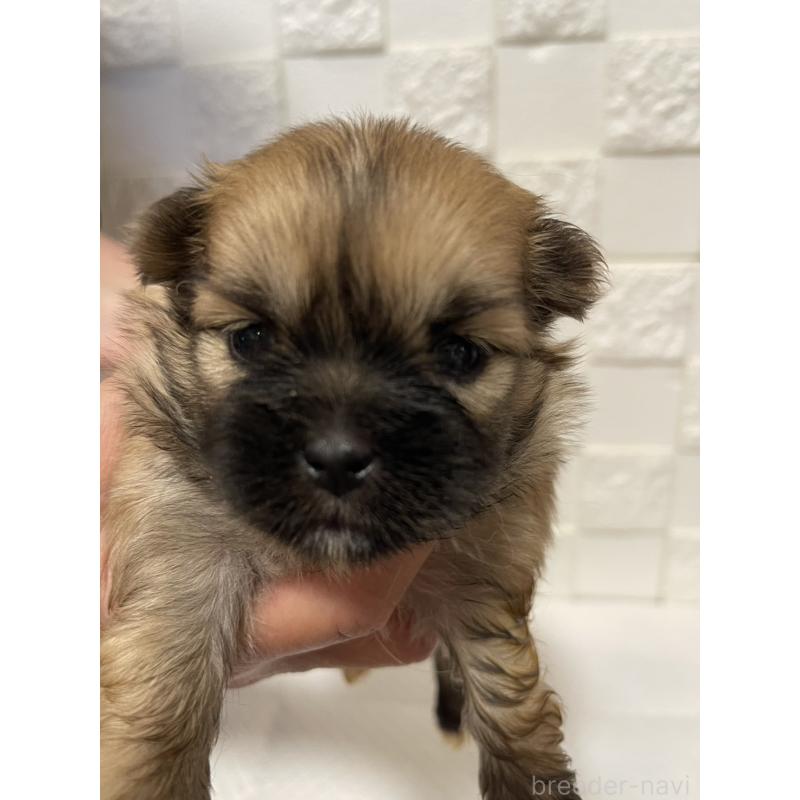 販売中の群馬県のミックス犬-449018の9枚目