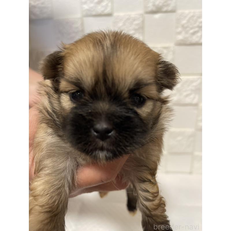 販売中の群馬県のミックス犬-449018の8枚目