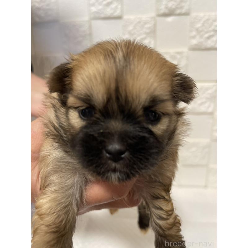 販売中の群馬県のミックス犬-449018の7枚目