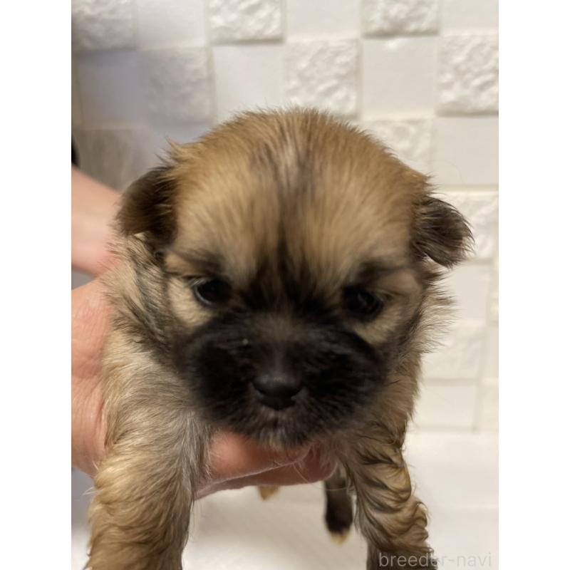 販売中の群馬県のミックス犬-449018の6枚目