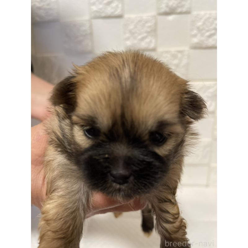 販売中の群馬県のミックス犬-449018の5枚目