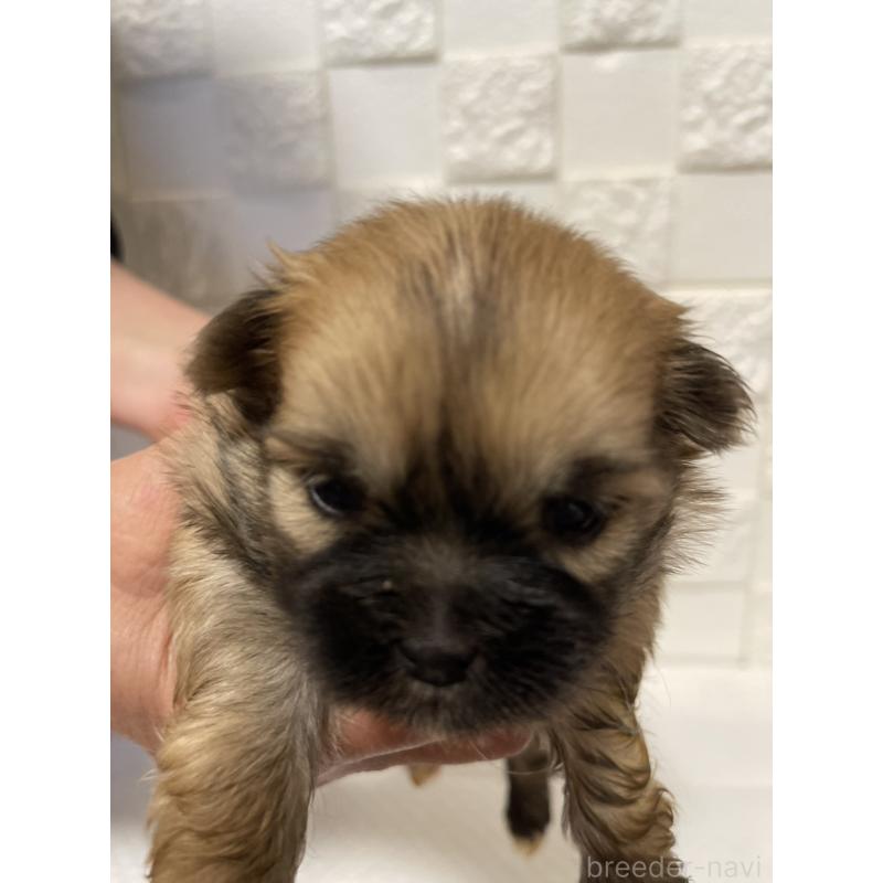 販売中の群馬県のミックス犬-449018の4枚目