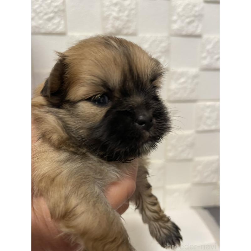 販売中の群馬県のミックス犬-449018の2枚目