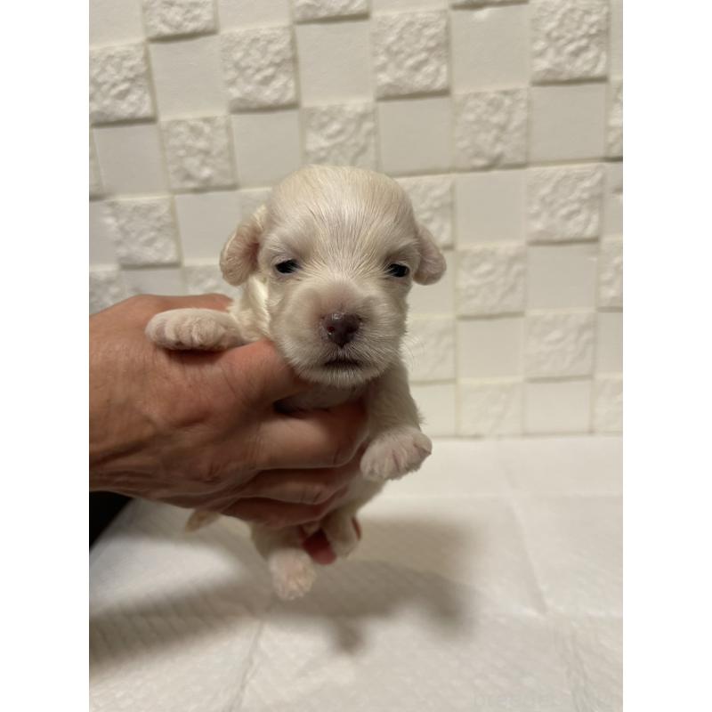 販売中の群馬県のマルックス:マルチーズ×ミニチュアダックスフンド-449019