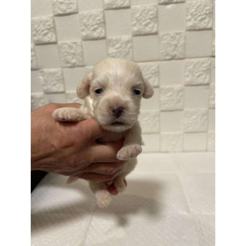 販売中の群馬県のマルックス:マルチーズ×ミニチュアダックスフンド-449019の9枚目