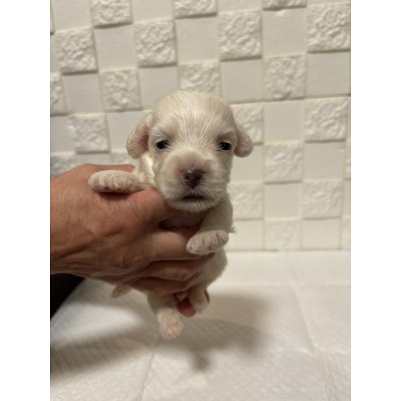 販売中の群馬県のマルックス:マルチーズ×ミニチュアダックスフンド-449019の7枚目