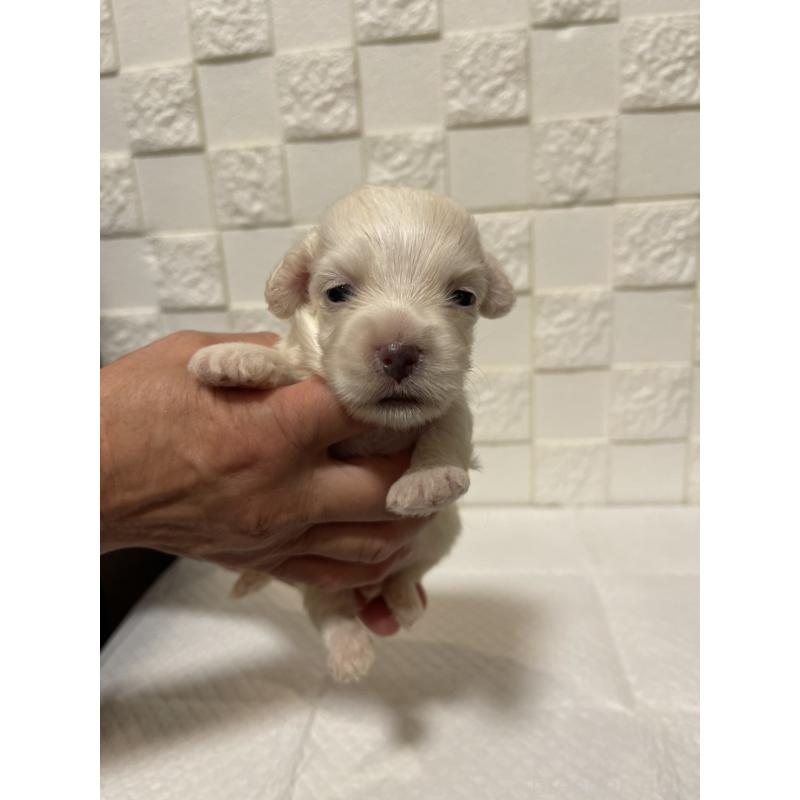 販売中の群馬県のマルックス:マルチーズ×ミニチュアダックスフンド-449019の5枚目