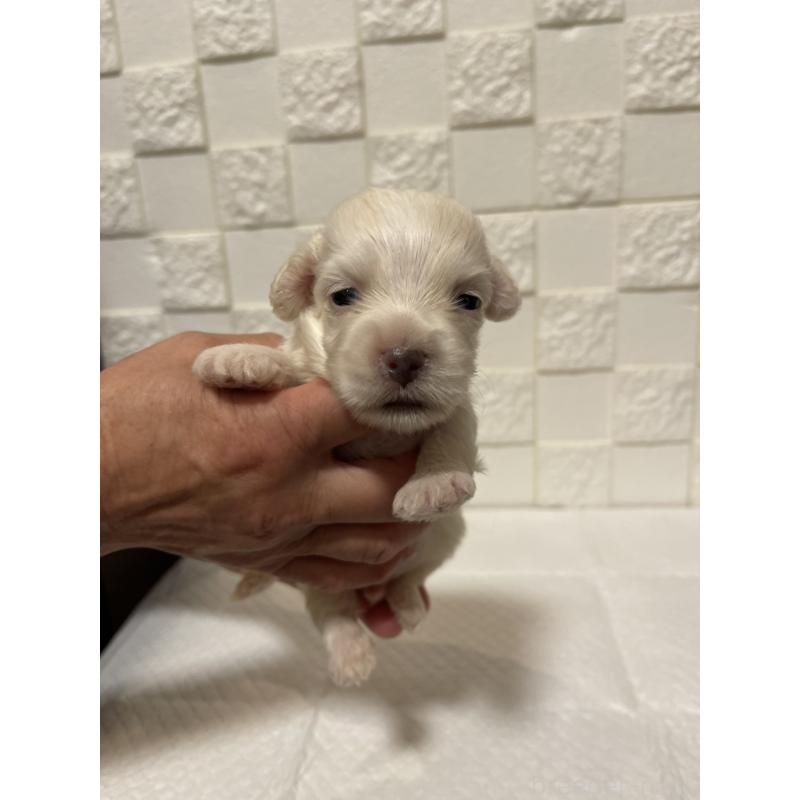 販売中の群馬県のマルックス:マルチーズ×ミニチュアダックスフンド-449019の6枚目