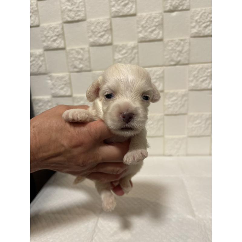 販売中の群馬県のマルックス:マルチーズ×ミニチュアダックスフンド-449019の4枚目