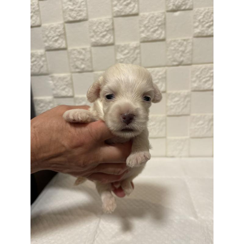 販売中の群馬県のマルックス:マルチーズ×ミニチュアダックスフンド-449019の3枚目