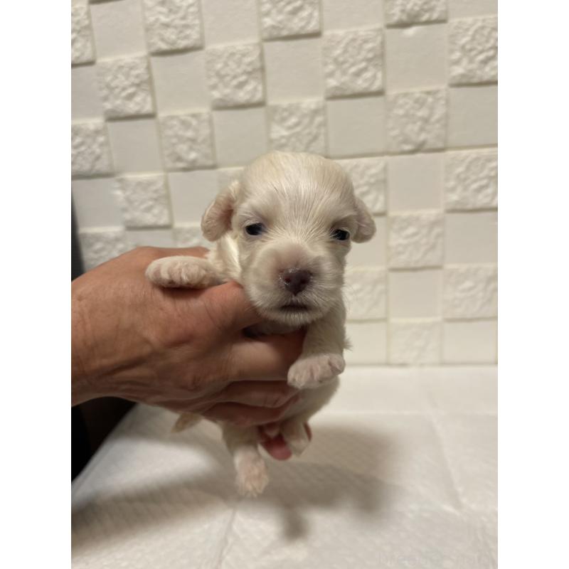 販売中の群馬県のマルックス:マルチーズ×ミニチュアダックスフンド-449019の2枚目