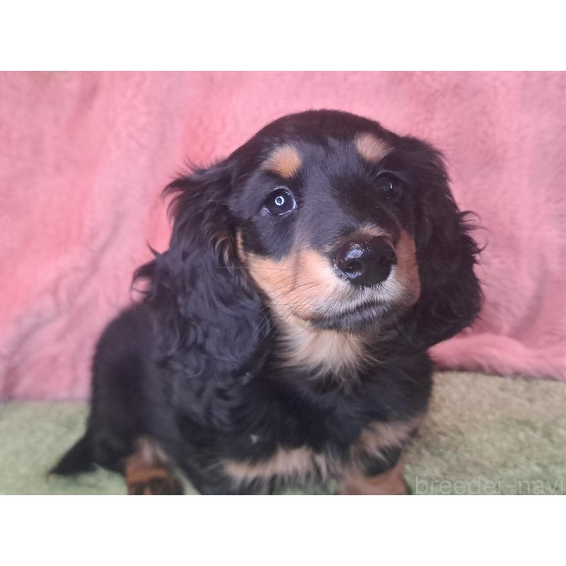 商談中の愛知県のミニチュアダックスフンド(ロングヘアード)-440447の1枚目