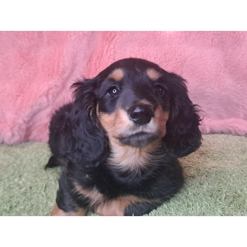 商談中の愛知県のミニチュアダックスフンド(ロングヘアード)-440447の5枚目