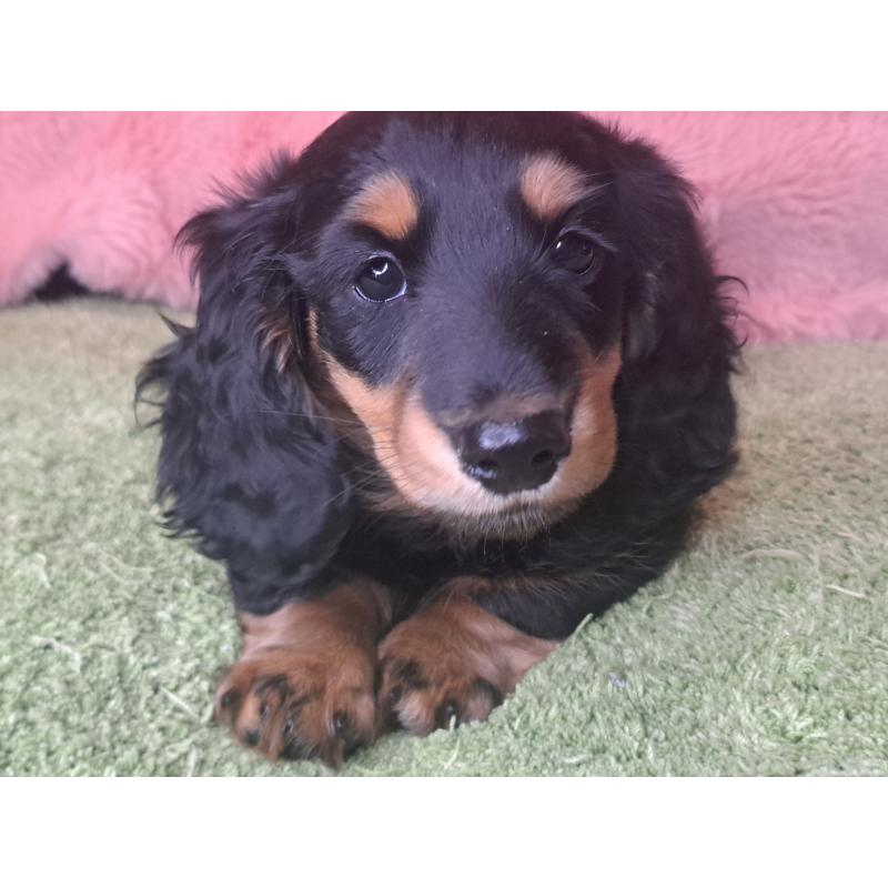 商談中の愛知県のミニチュアダックスフンド(ロングヘアード)-440447の3枚目