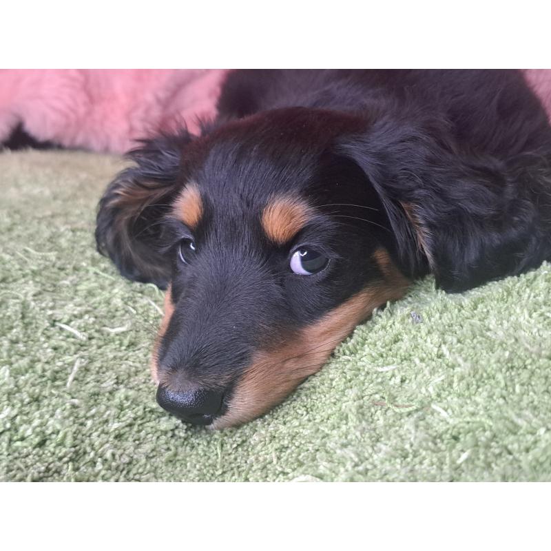 商談中の愛知県のミニチュアダックスフンド(ロングヘアード)-440447の2枚目